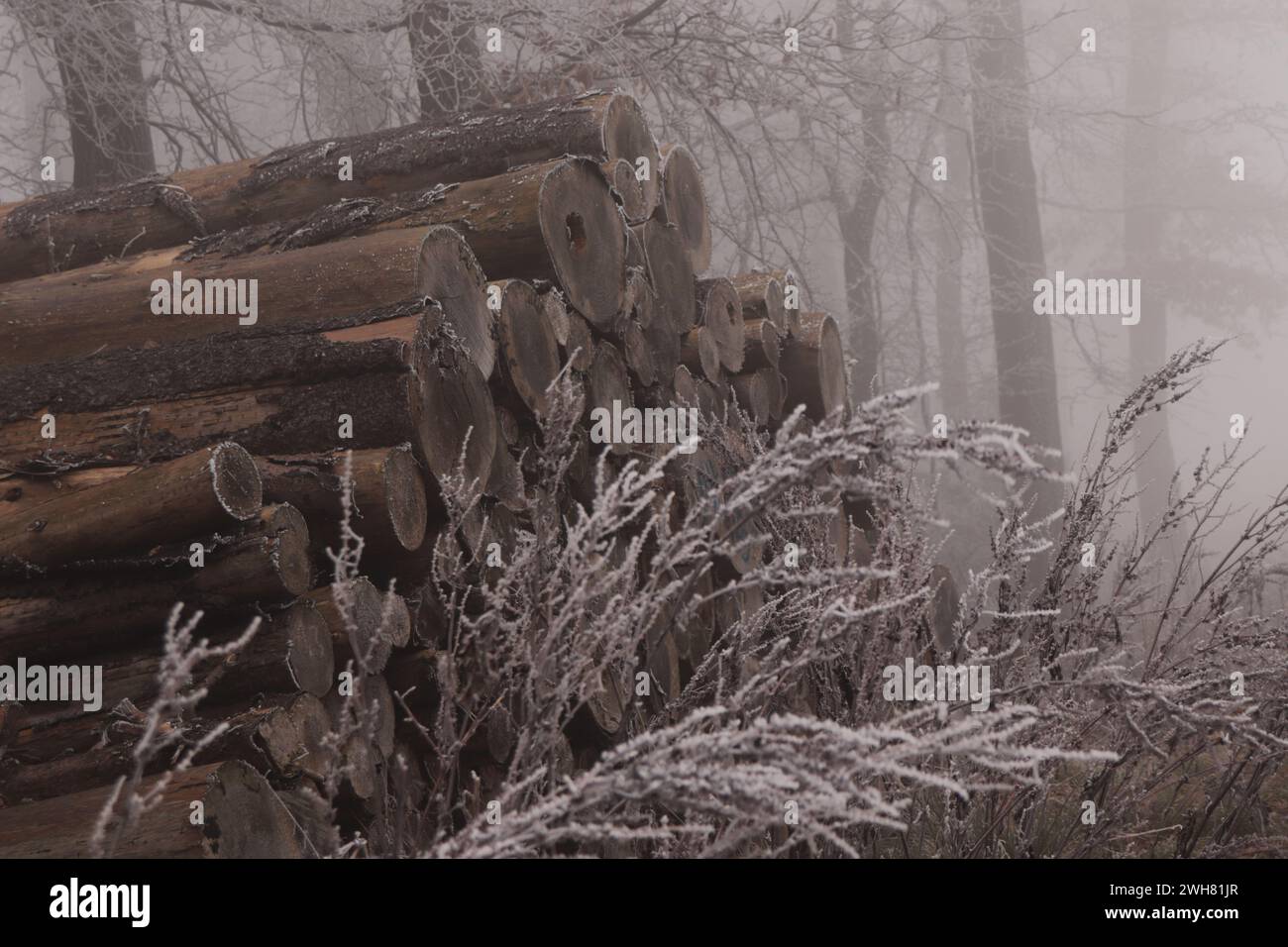 Holzstapel im Nebel im Wald Foto Stock