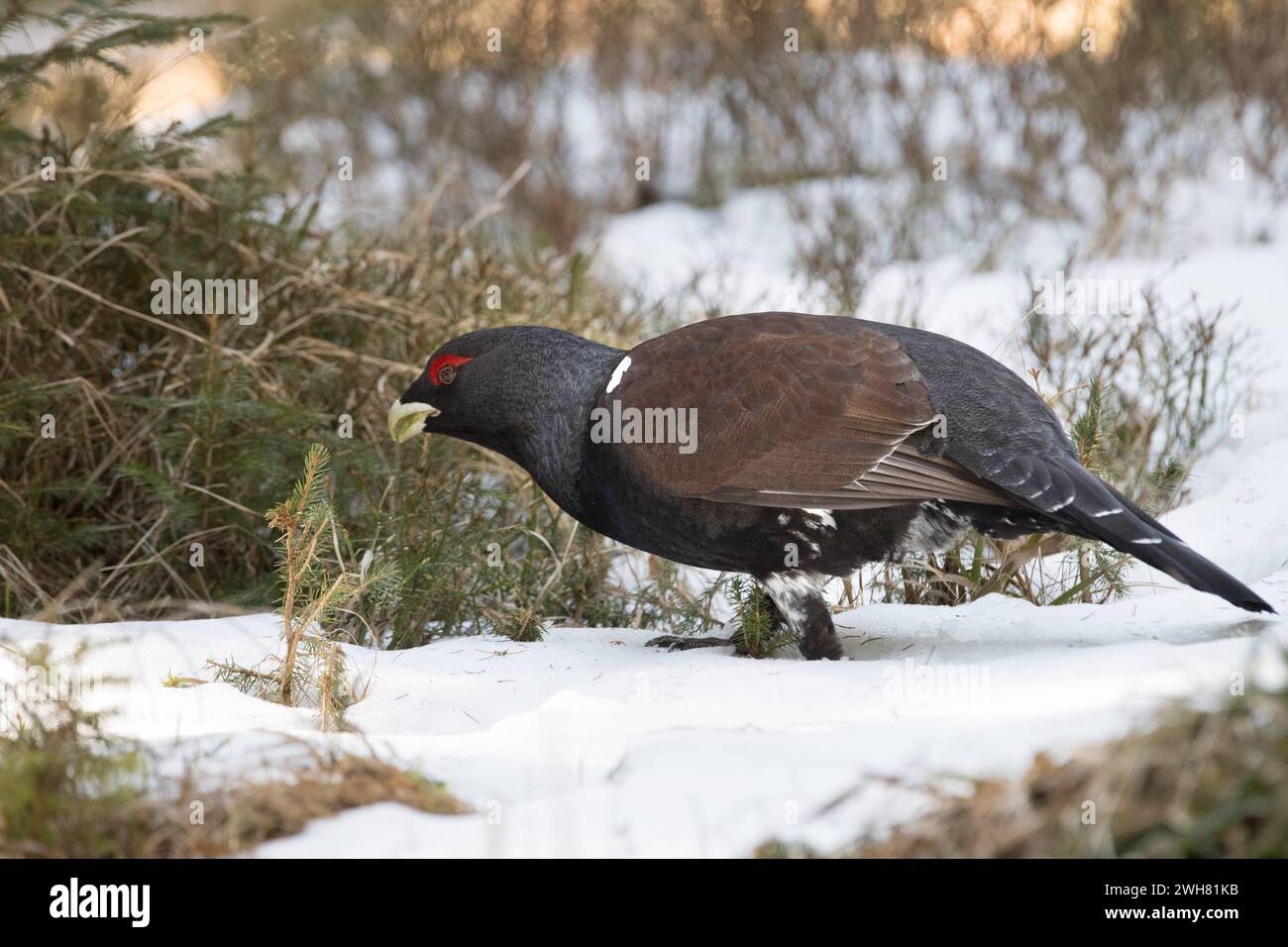 Auerhahn, Auerwild Balzzeit Auerhahn, Auerwild Balzzeit *** Capercaillie, capercaillie stagione di accoppiamento Capercaillie, capercaillie stagione di accoppiamento Foto Stock