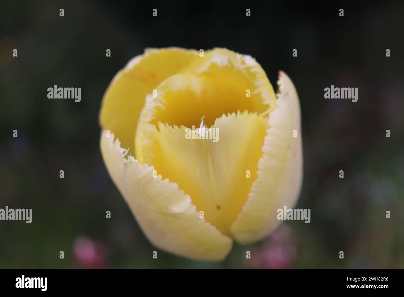 Gelbe Tulpenblüte Foto Stock