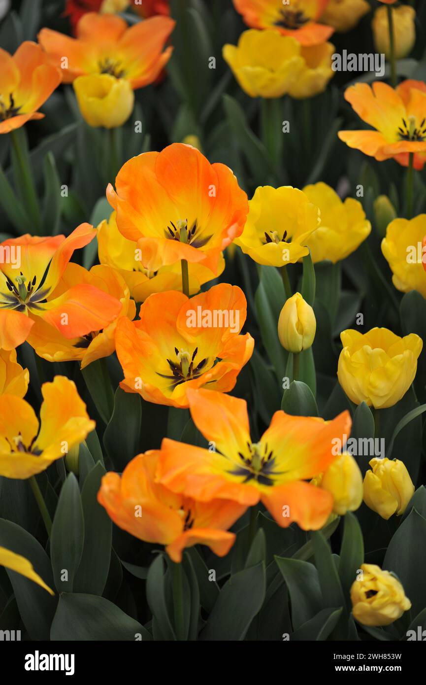 Darwin Hybrid Tulips (Tulipa) giallo arancio, il sogno di un giorno fiorisce in un giardino ad aprile Foto Stock