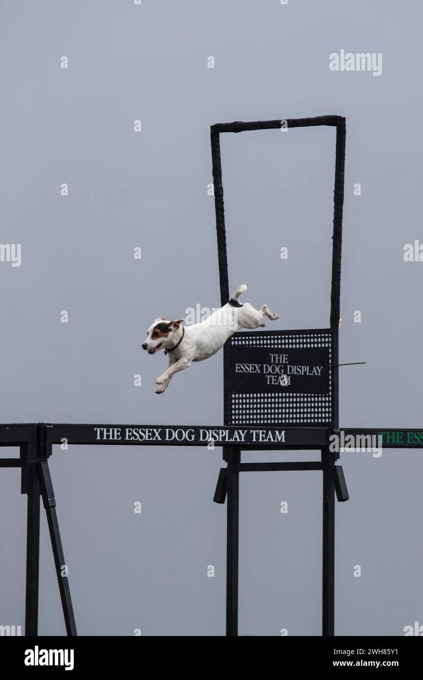 Un piccolo cane della squadra di esibizioni di Essex Dog che salta attraverso un cerchio antincendio su una piattaforma sopraelevata all'Emley Show nello Yorkshire Foto Stock