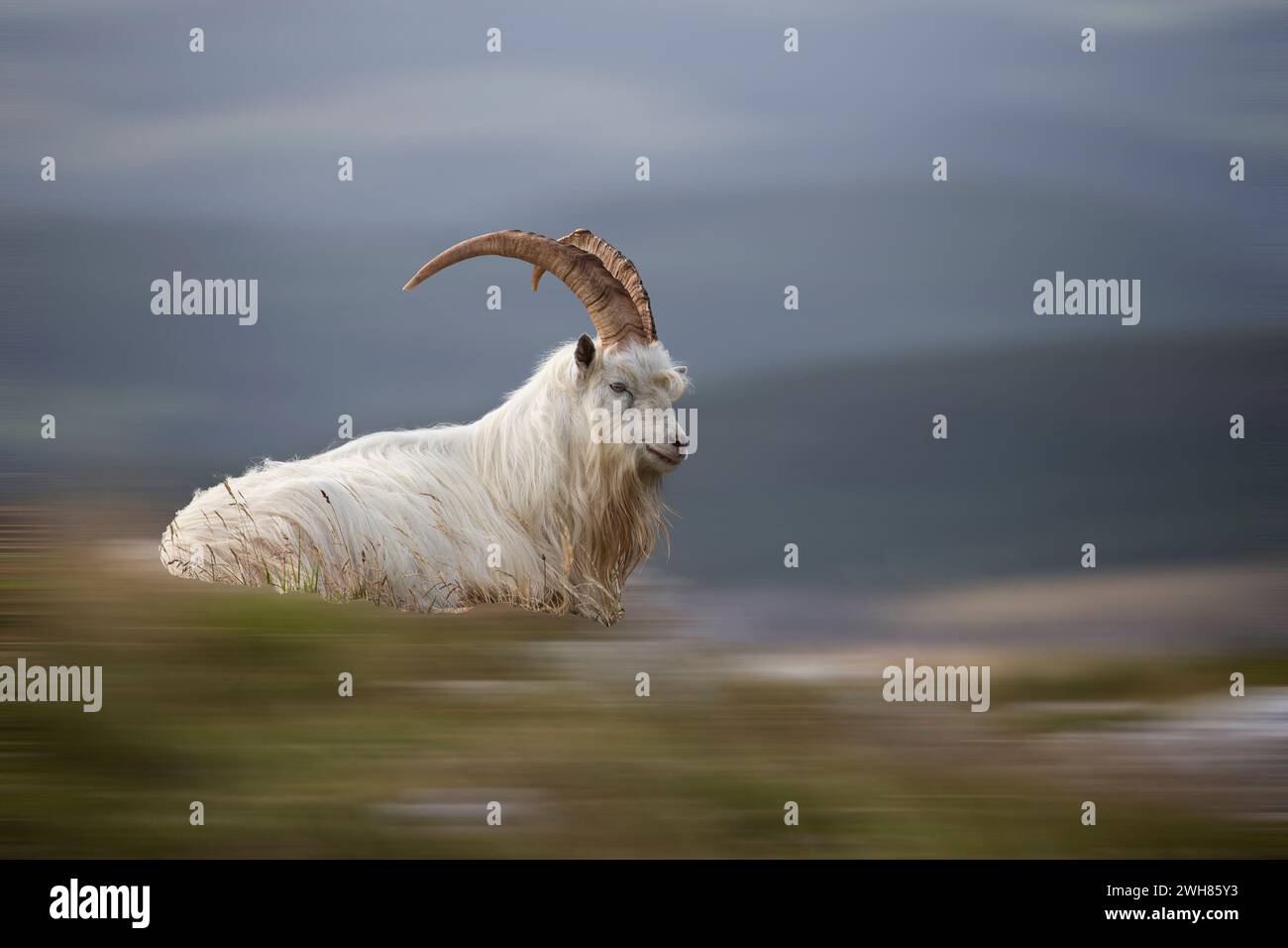 Un unico maschio capra Kashmiri Capra markhor di profilo disteso sull'erba del grande orme con sfondo sfocato utilizzando l'effetto artistico Adamski Foto Stock
