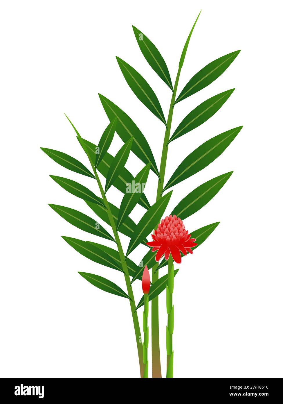 Etlingera elatior, fiaccola rossa fiori di zenzero con foglie su sfondo bianco. Illustrazione Vettoriale