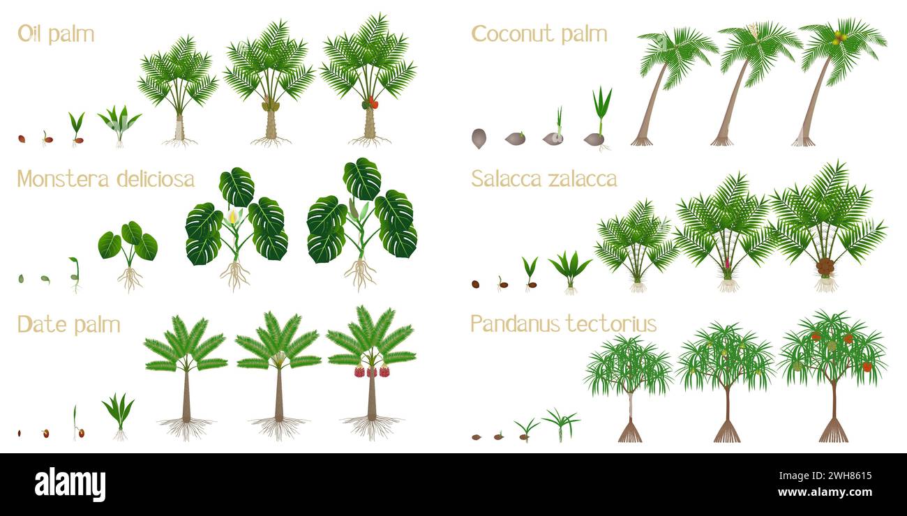 Serie di cicli di crescita di palme su sfondo bianco. Illustrazione Vettoriale
