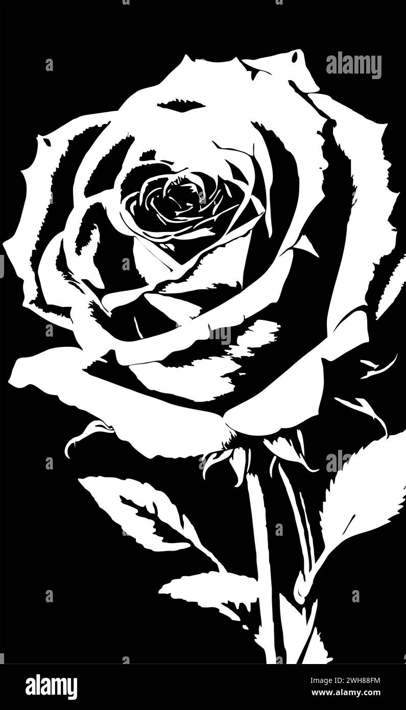 disegno lineare grafico bianco del fiore di rosa su sfondo nero, disegno Foto Stock