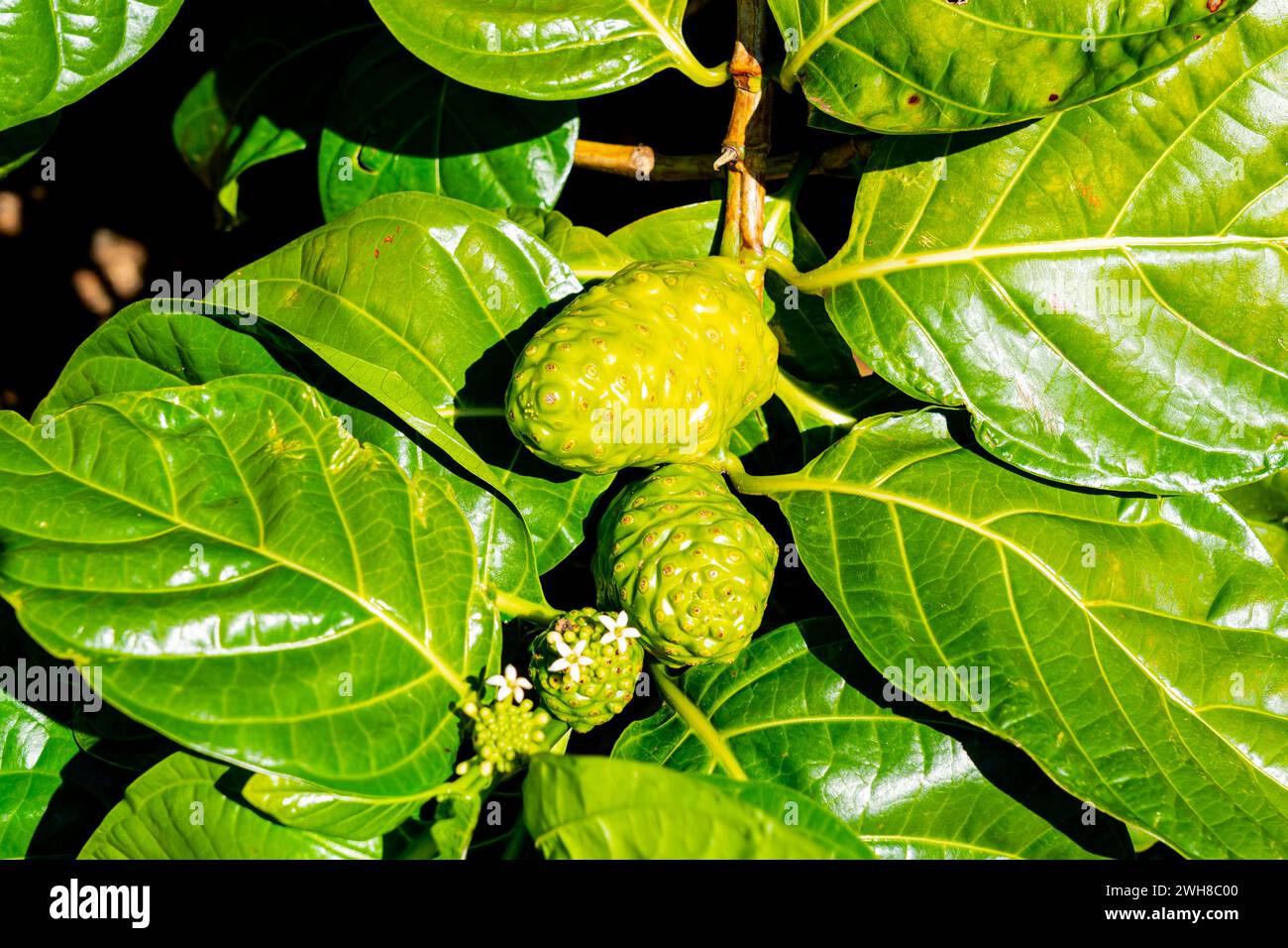 Primo piano di due frutti Noni sull'albero. Noni, o Morinda citrifolia, è un albero della famiglia delle Rubiaceae, o dei suoi frutti. Foto Stock