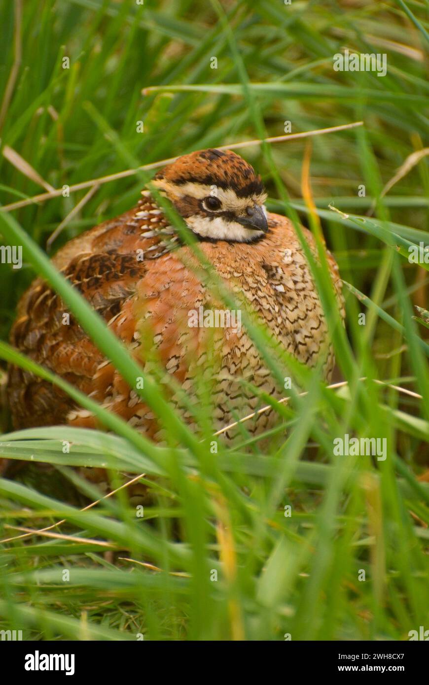 Quail, EE Wilson Wildlife area, Oregon Foto Stock