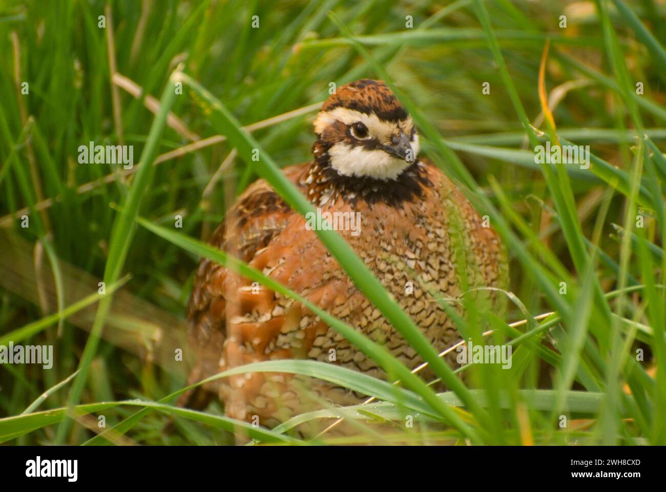 Quail, EE Wilson Wildlife area, Oregon Foto Stock