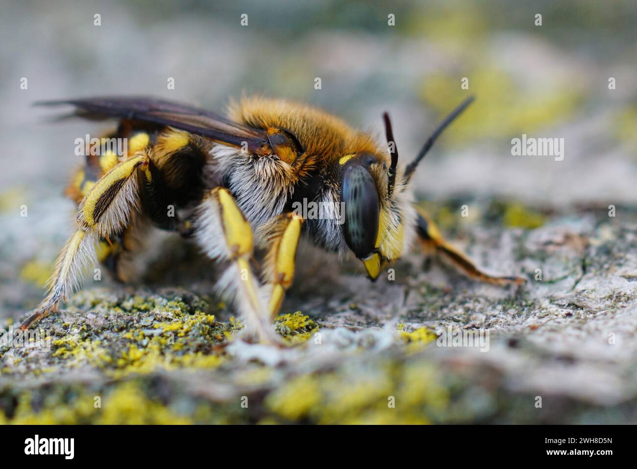 Primo piano dettagliato su un'ape molto carpa di lana, Anthidium loti, seduta su legno Foto Stock