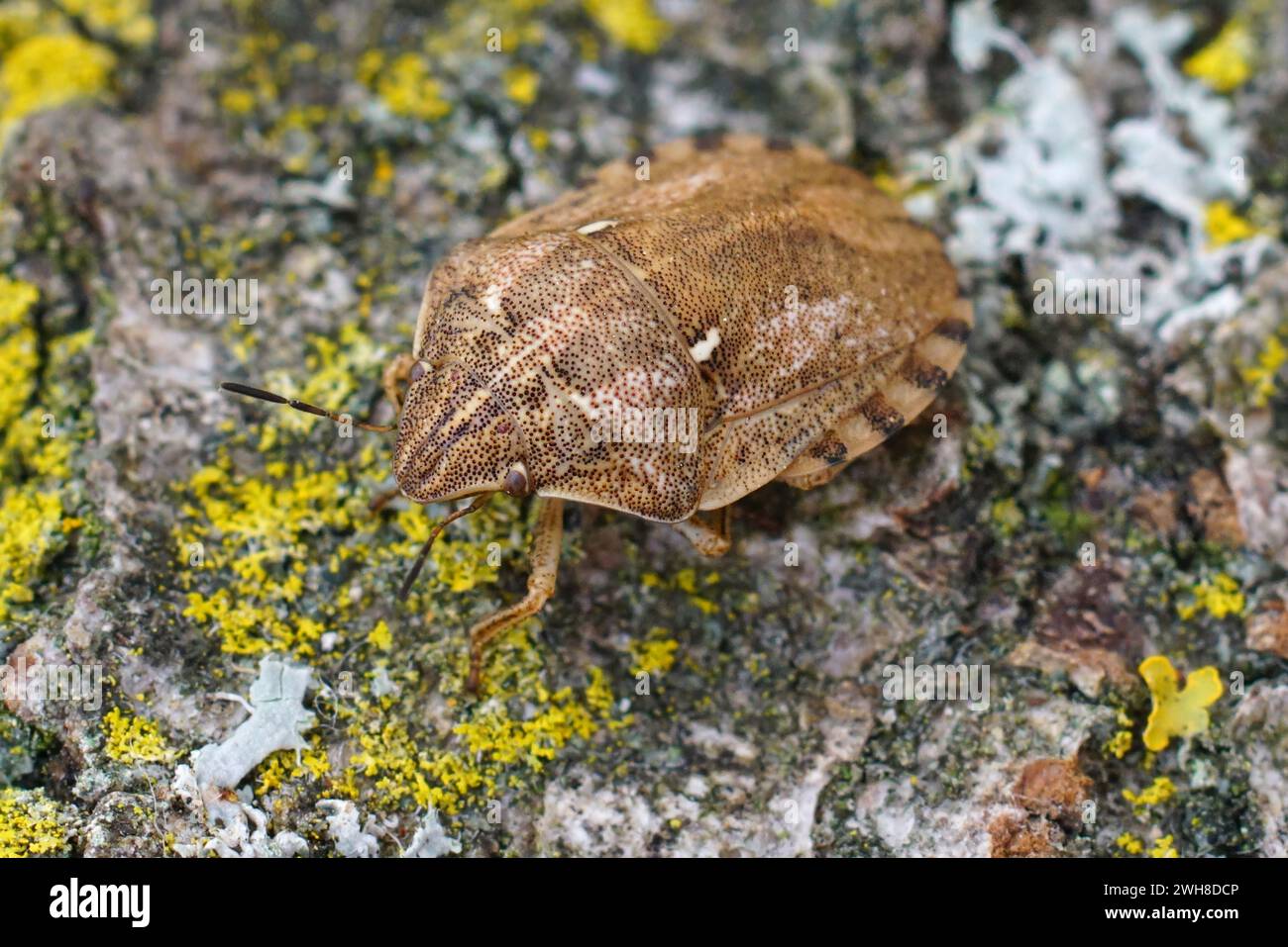 Primo piano naturale su una cimice di tartaruga, Eurygaster maura seduto su legno Foto Stock