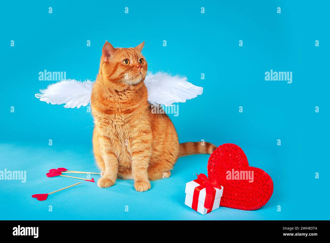 San Valentino Cupido. Ritratto di gatto britannico allo zenzero con ali bianche angeli che guardano lontano su sfondo blu. Foto Stock