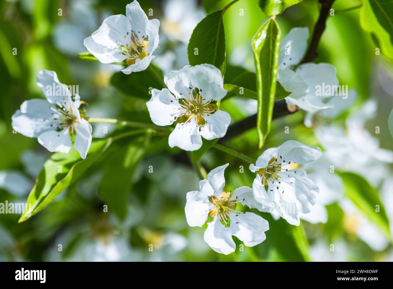 Albero di mele in fiore, ramo con fiori bianchi in una giornata di sole estate. Foto macro con soft focus selettivo Foto Stock