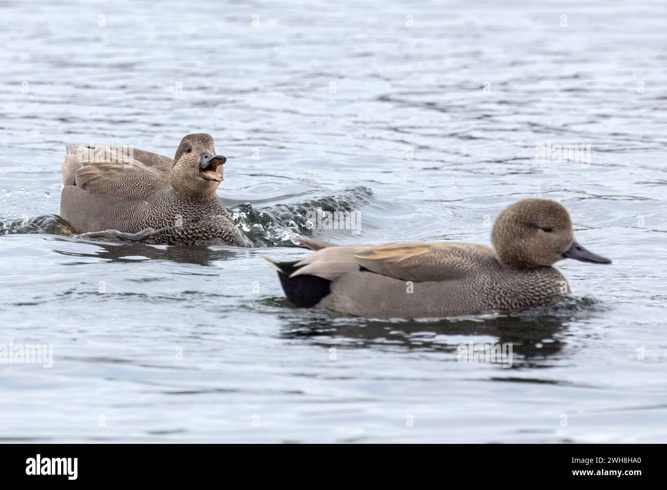 Gadwall, maschi, inseguimento, Blashford Lakes Nature Reserve, Hampshire, Regno Unito Foto Stock