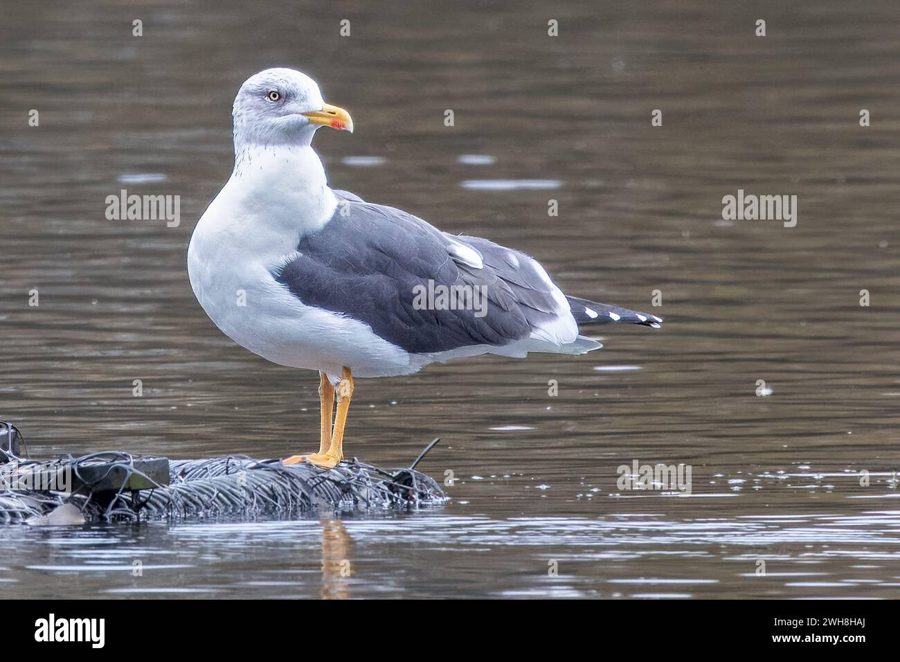 Less Black-backed Gull, Blashford Lakes Nature Reserve, Hampshire, Regno Unito Foto Stock