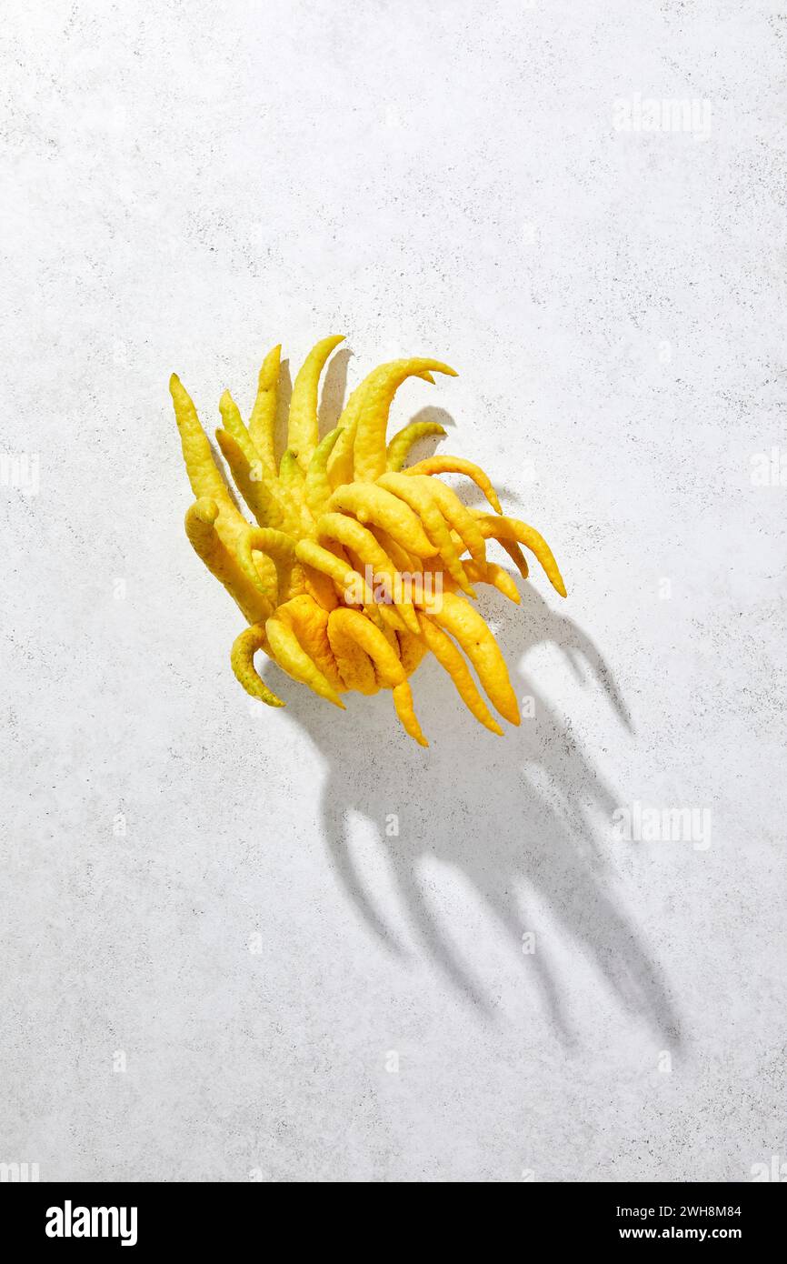 Il Citron della mano di Buddha su sfondo bianco con una dura ombra Foto Stock