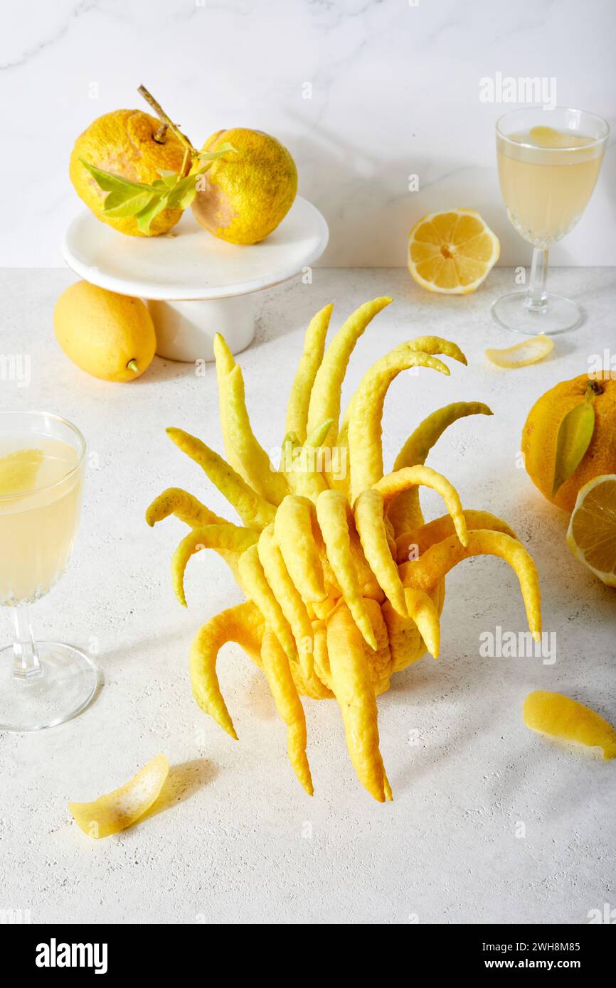 Tablescape con Citron, Yuzu, limoni e agrumi a mano di Buddha su sfondo bianco Foto Stock