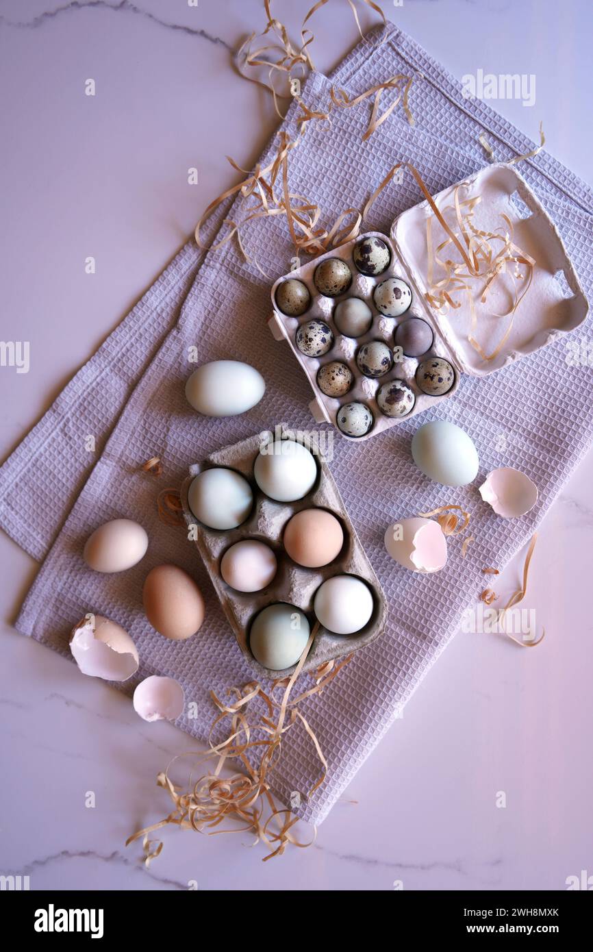 Uova di gallina Araucana, compresi i colori blu e verde, con uova di quaglia Jumbo giapponesi Flatlay. Foto Stock