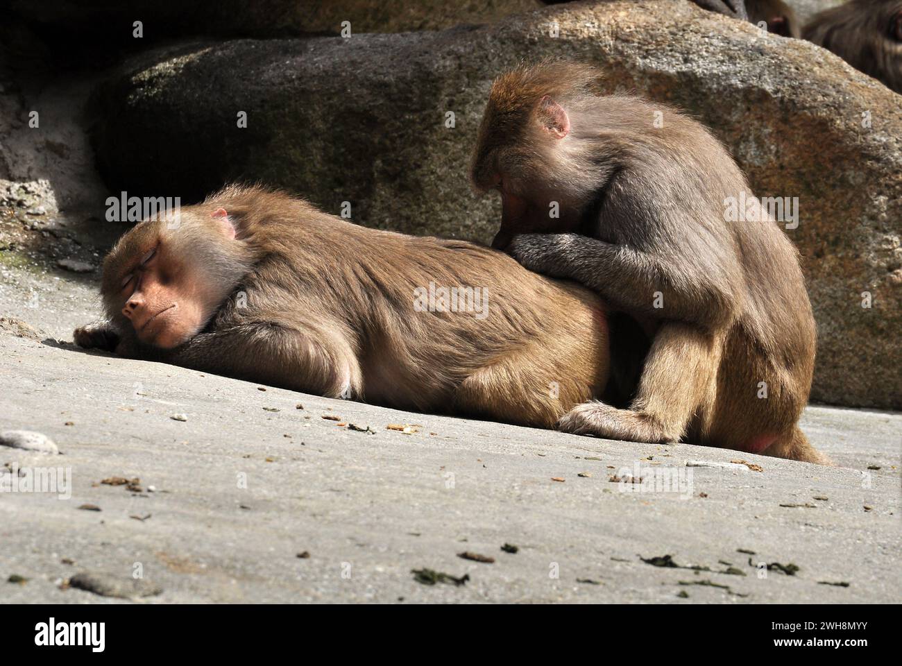 Due scimmie in tempo di relax. Una scimmia si prende cura di un'altra. Si godono il tempo di riposo sulle rocce. Comportamento animale simile al comportamento umano Foto Stock