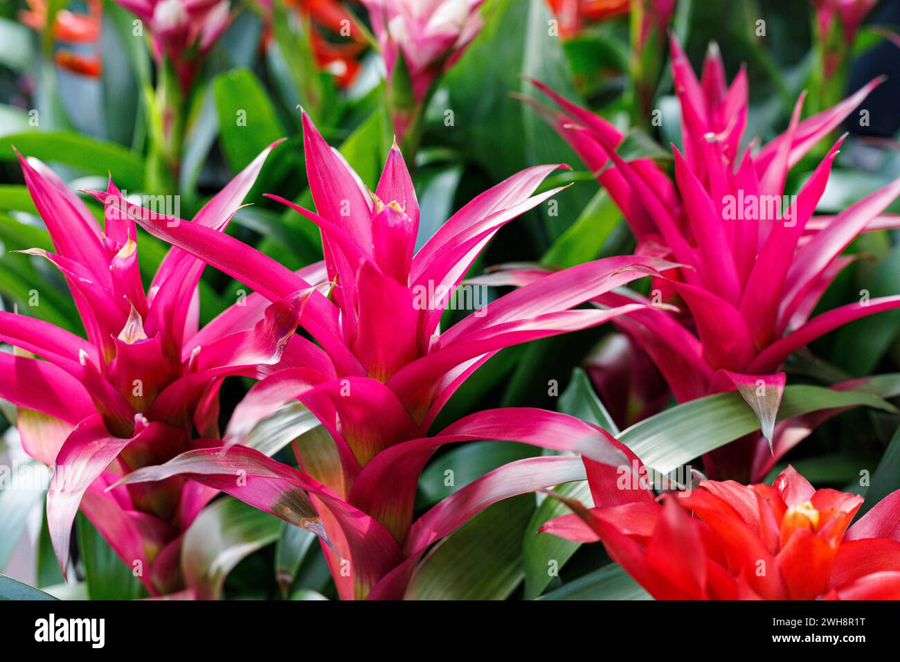 Pflanzen- und Blumenimpressionen Bromelie. Pflanzen- und Blumenimpressionen AM 02.02.2024 a Düsseldorf. ** Bromeliade. Plant- and Flowerimpressions il 2 febbraio 2024 a Duesseldorf Düsseldorf Nordrhein-Westfalen Deutschland Copyright: XPieroxNigrox Foto Stock