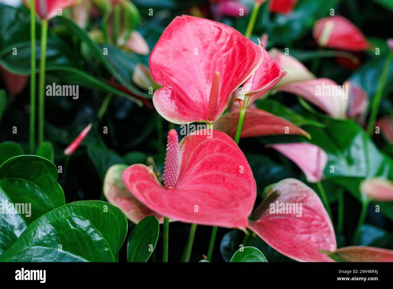 Pflanzen- und Blumenimpressionen Große Flamingoblume. Pflanzen- und Blumenimpressionen AM 02.02.2024 a Düsseldorf. ** Grande Flamingoblume. Plant- and Flowerimpressions il 2 febbraio 2024 a Duesseldorf Düsseldorf Nordrhein-Westfalen Deutschland Copyright: XPieroxNigrox Foto Stock