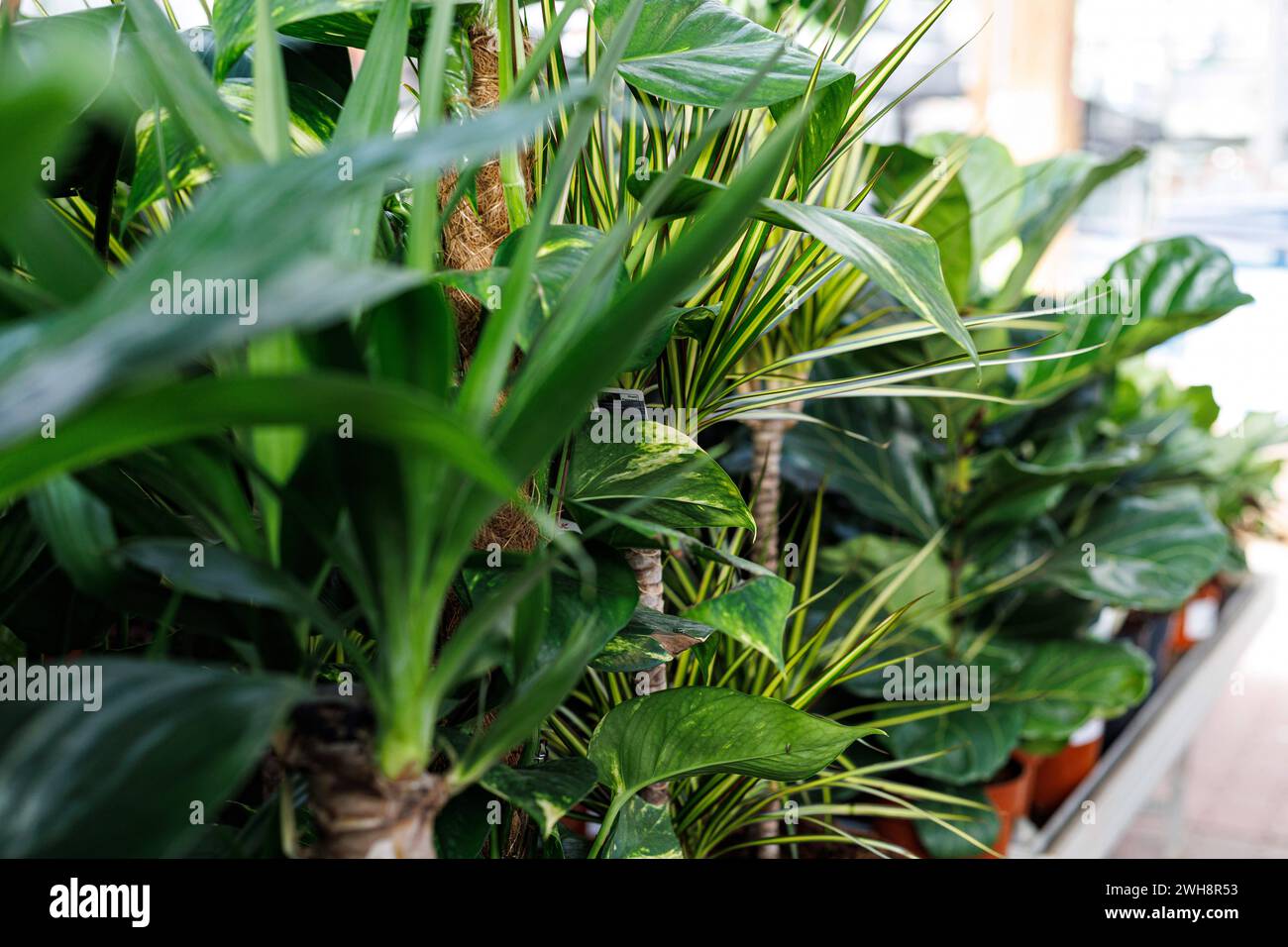 Pflanzen- und Blumenimpressionen Pflanzen- und Blumenimpressionen AM 02.02.2024 a Düsseldorf. Dieses foto zeigt eine blühende Sammlung beliebter Zimmerpflanzen, die einen lebendigen und Grünen Dschungel im Haus bilden. DAS Bild zeigt ikonische Arten wie die unverwüstliche Schlangenpflanze, die pflegeleichte ZZ-Pflanze, den bunten Philodendron, die ikonische Monstera Deliciosa mit ihren gespaltenen Blättern und die elegante Fiddle Leaf Fig. Die unterschiedlichen Texturen, Formen und Größen des Laubes schaffen eine visuell interessante Komposition und machen dieses Bild zu einer perfekten Illus Foto Stock