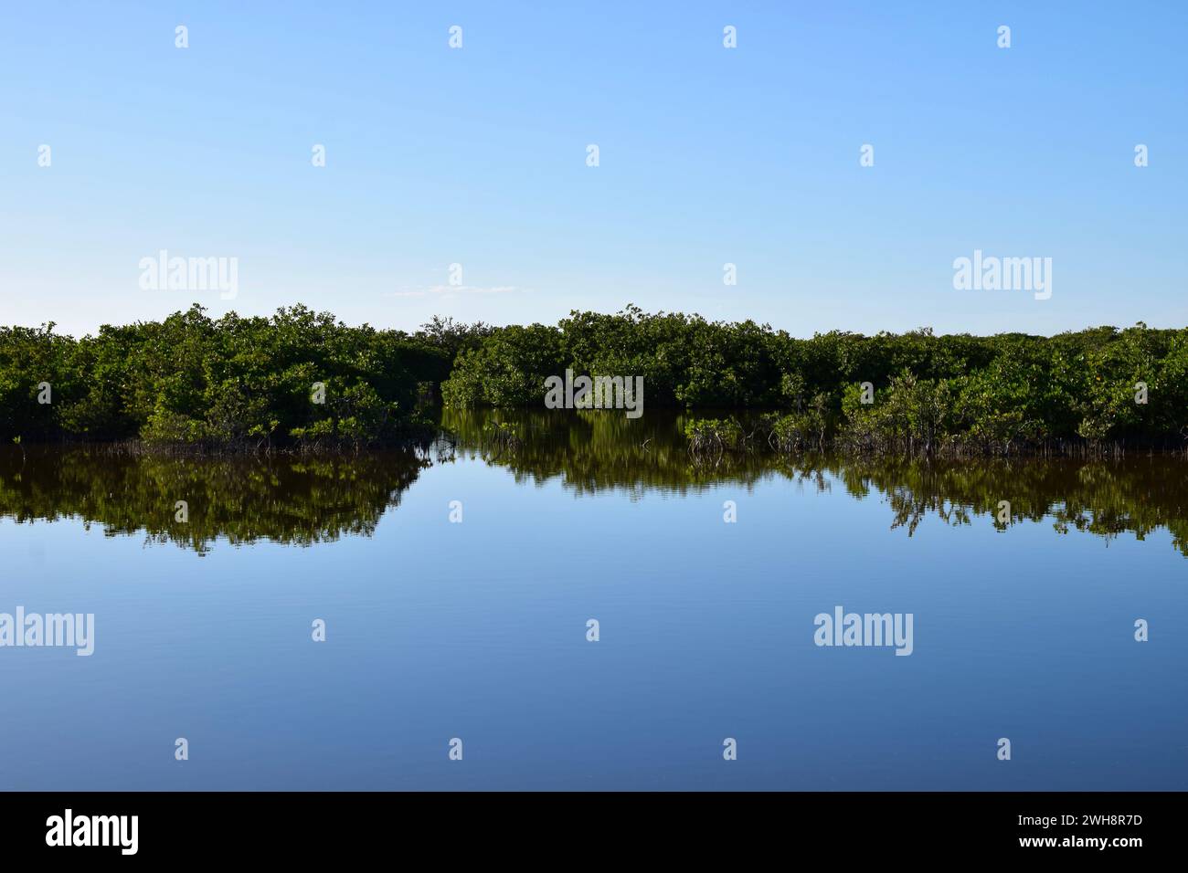 Una vista delle mangrovie di San Pedro, Ambergris caye, Belize, America centrale. Foto Stock