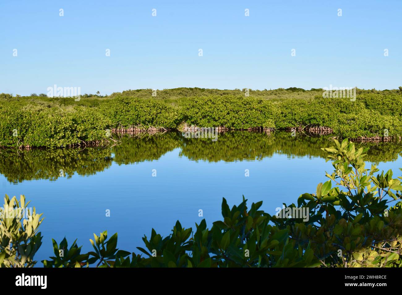Una vista delle mangrovie di San Pedro, Ambergris caye, Belize, America centrale. Foto Stock
