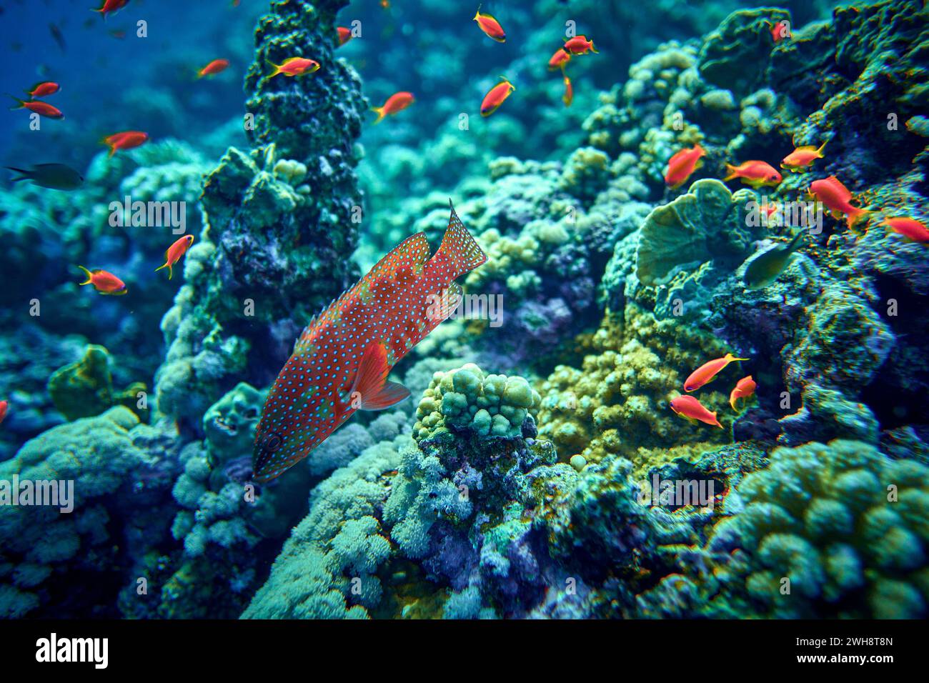 La bellezza del mondo sottomarino - i Groupers sono pesci di uno qualsiasi di un certo numero di generi della sottofamiglia Epinephelinae della famiglia Serranidae, nell'ordine Foto Stock
