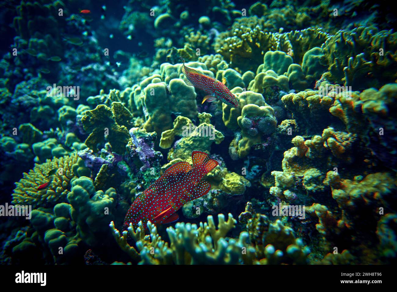 La bellezza del mondo sottomarino - i Groupers sono pesci di uno qualsiasi di un certo numero di generi della sottofamiglia Epinephelinae della famiglia Serranidae, nell'ordine Foto Stock