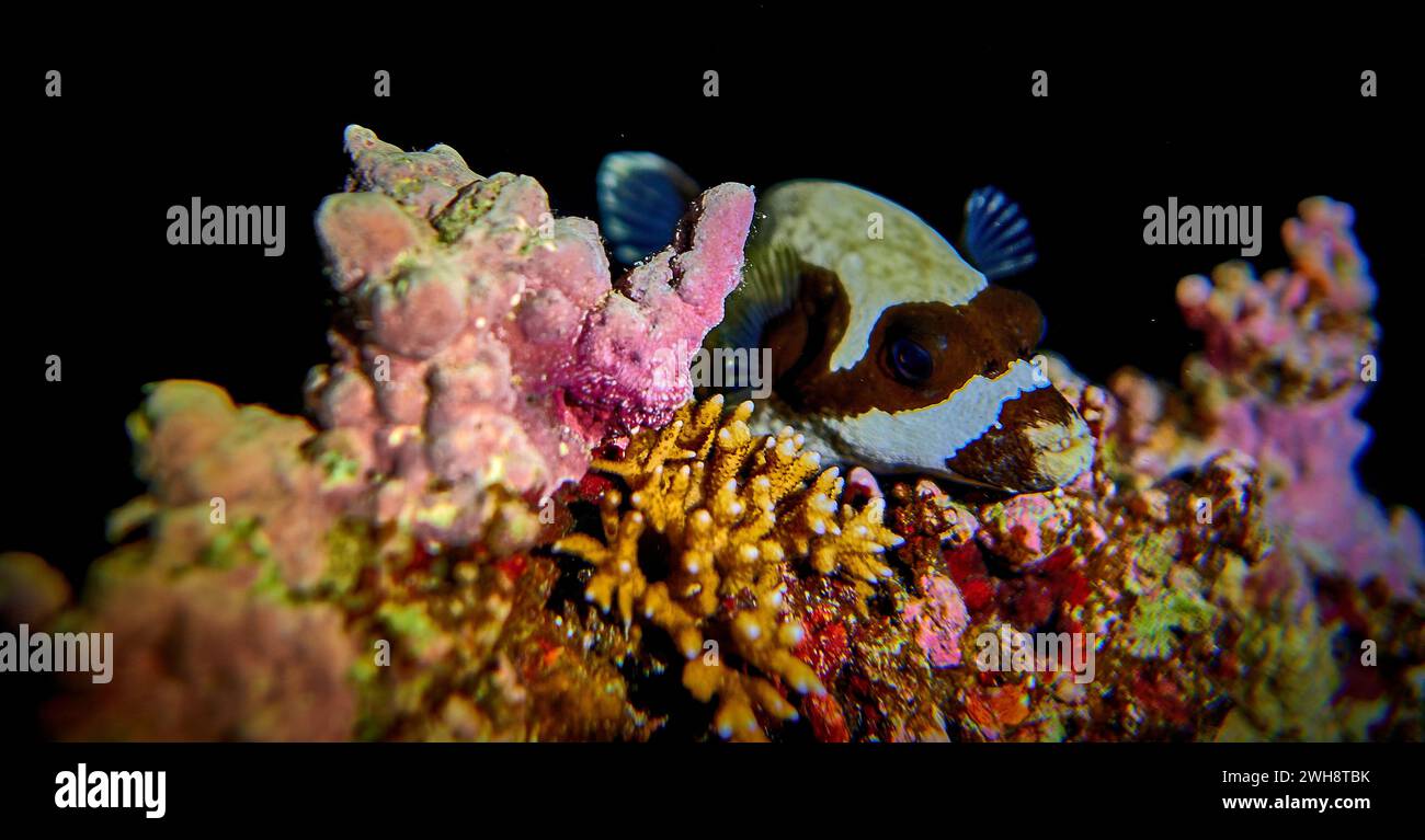 La bellezza del mondo sottomarino - Ostraciidae o Ostraciontidae è una famiglia di pesci ossei quadrati appartenenti all'ordine Tetraodontiformes, da vicino Foto Stock