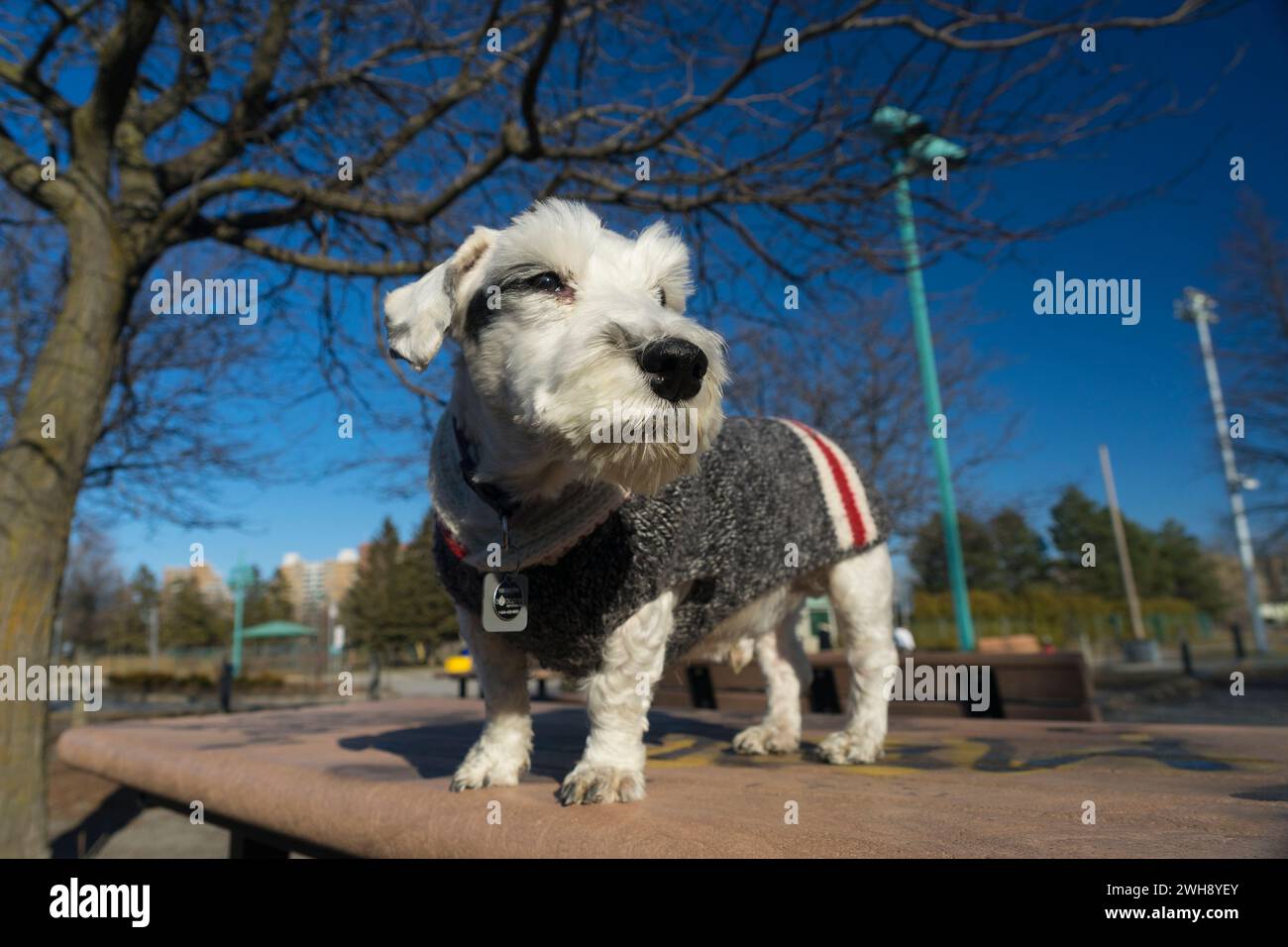 Sealyham Terrier per adulti con un cappotto di lana Foto Stock