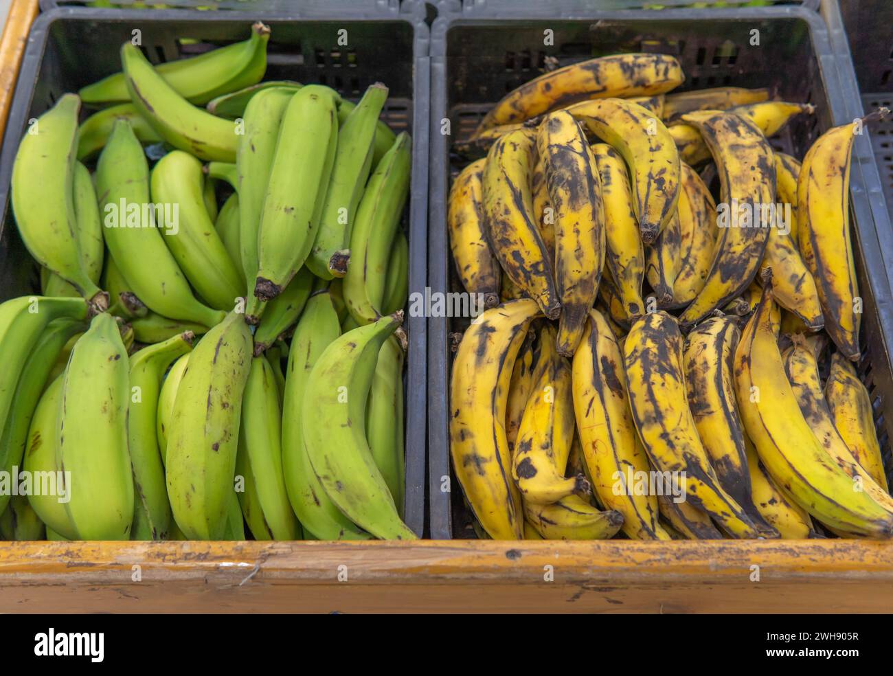 Un cassetto con banane verdi accanto a uno con banane mature che vengono utilizzate per preparare diversi alimenti dell'America Latina Foto Stock