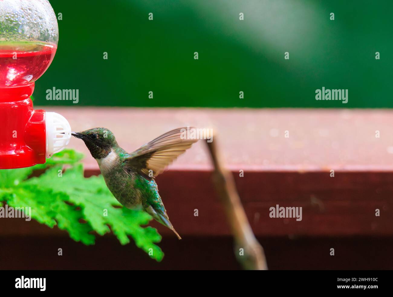 Hummingbird vola e mangia al feeder Foto Stock