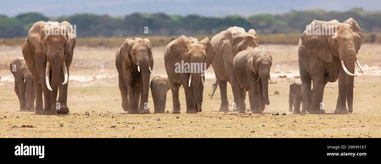 Una mandria di famiglia di elefanti africani ( Loxodonta africana) guidata da una matriarca che attraversa un piatto secco, riserva nazionale di Amboseli, Kenya, Africa orientale Foto Stock