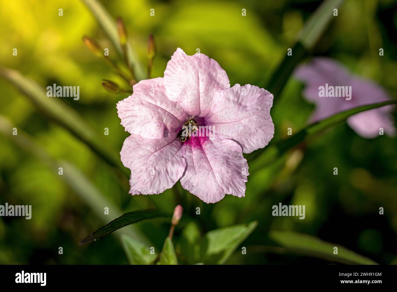 la ruellia simplex è un fiore viola, fotografato al mattino con toni caldi ed esposto alla luce soffusa del sole Foto Stock