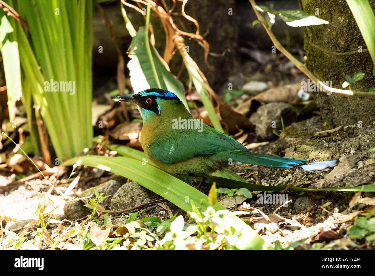 Primo piano del Motmot di Lesson sul campo a Panama. Foto Stock