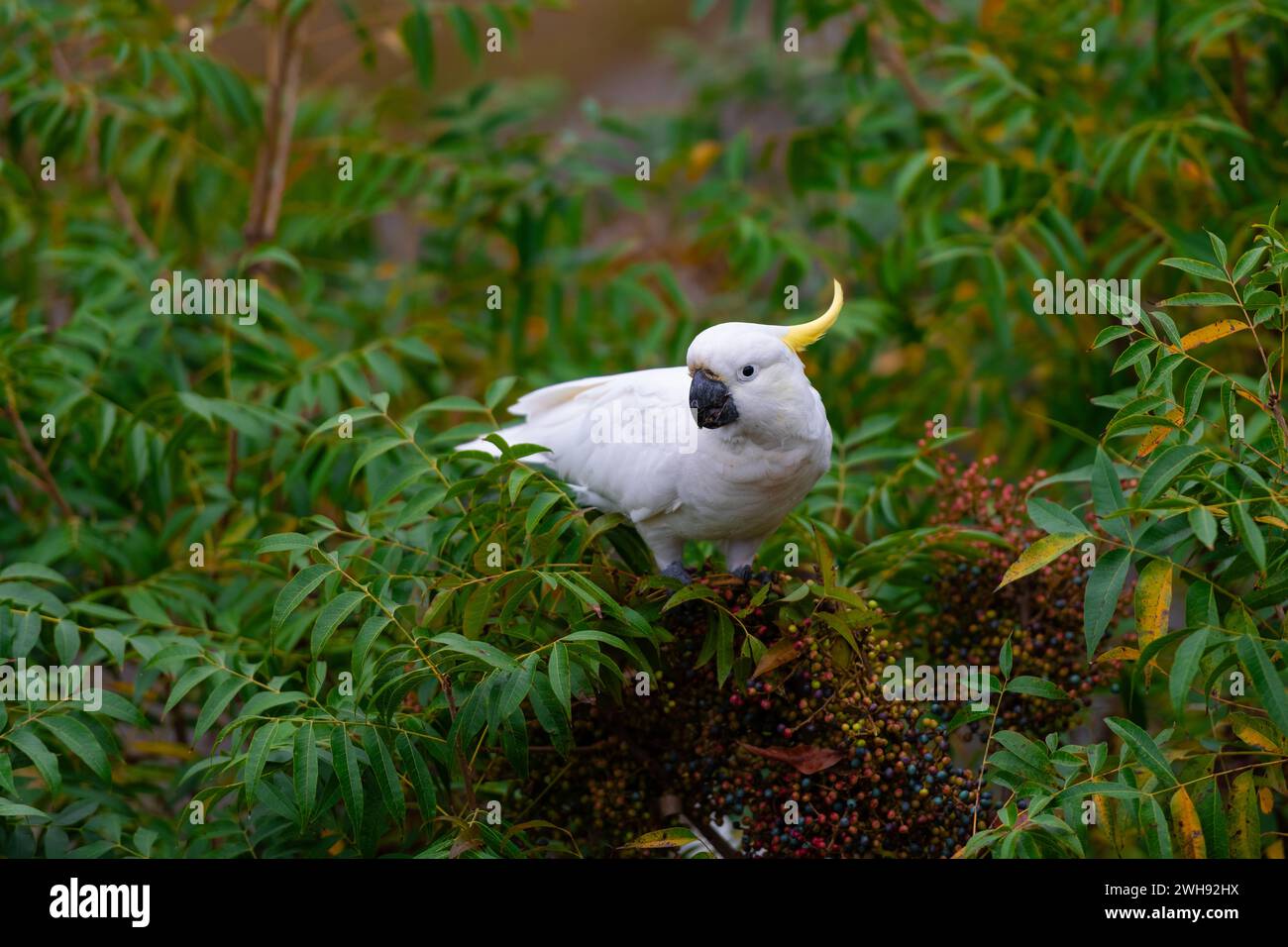 Pappagallo Cockatoo seduto su un ramo di albero verde in Australia. Cacatua galerita con cresta di zolfo. Grande cockatoo bianco e giallo con sfondo verde Foto Stock