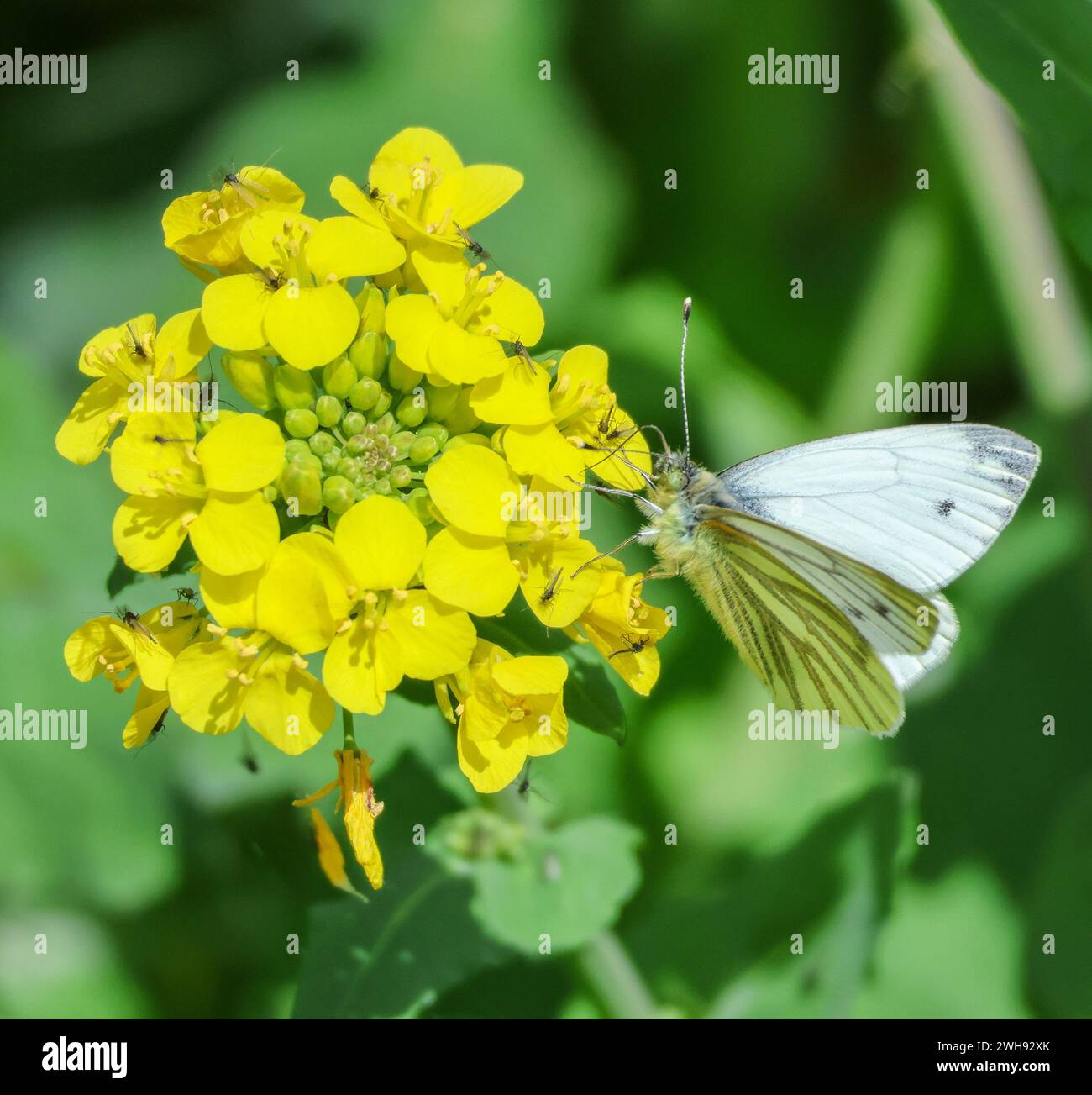 UK Pieris napi, nettare di raccolta della farfalla a venatura verde su una pianta di senape gialla a Lough Neagh. Foto Stock