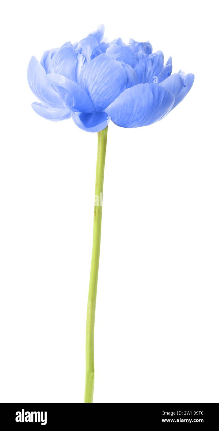 Bella peonia azzurra su sfondo bianco Foto Stock