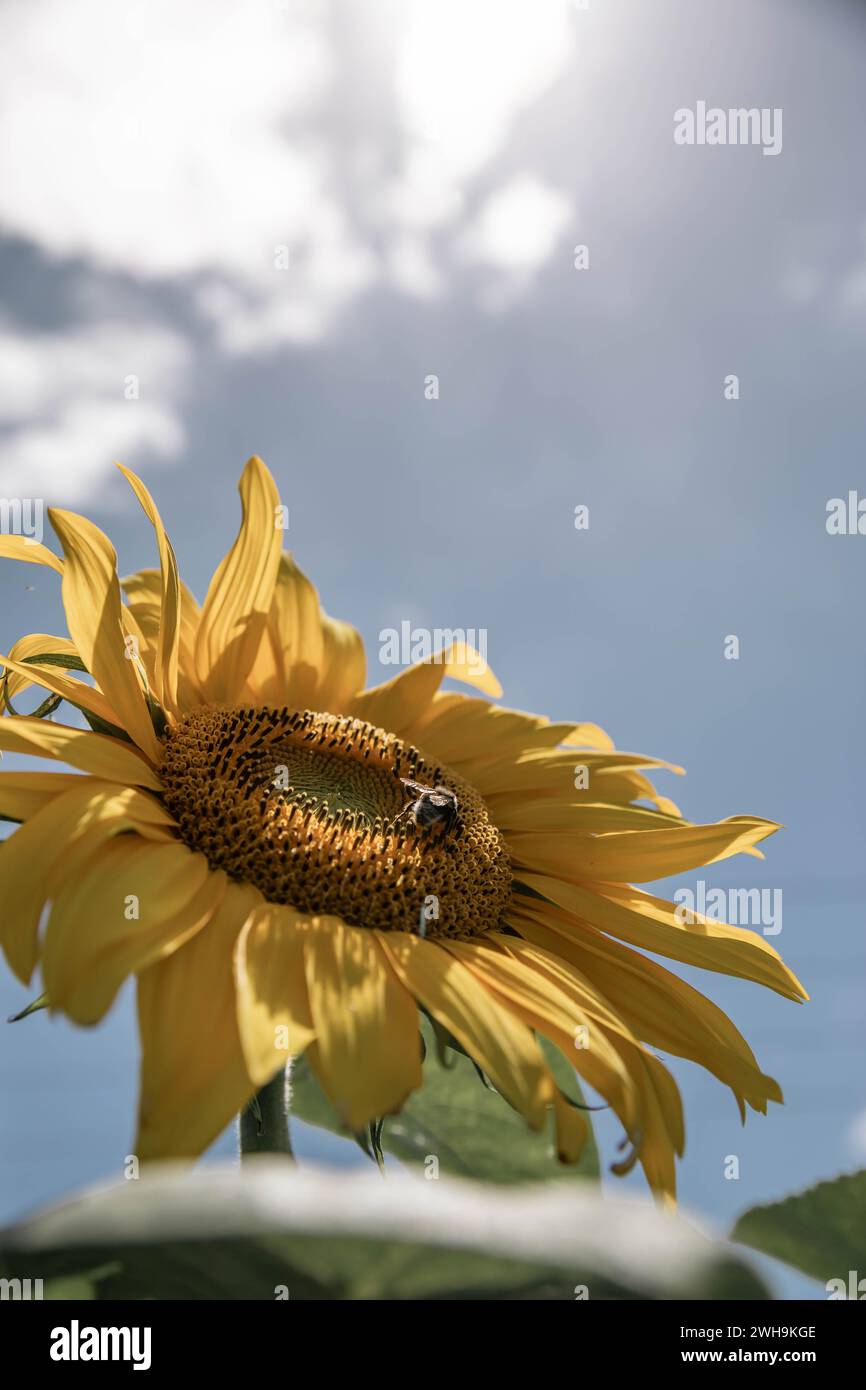 Bellissimo grande girasole con un'ape fuzzy contro un cielo blu e dolcemente nuvoloso Foto Stock