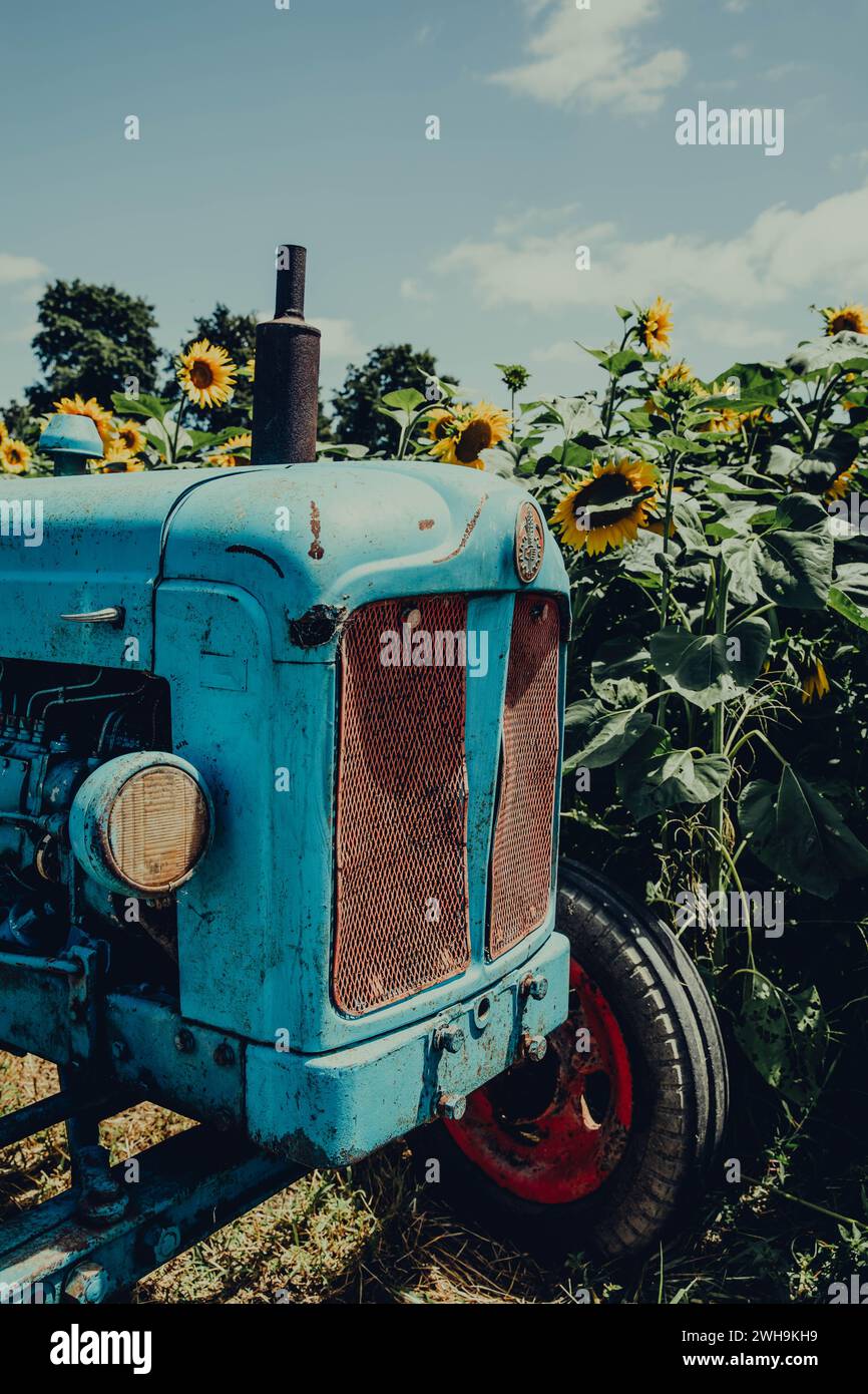 Vecchio trattore blu d'epoca parcheggiato in un allegro campo di girasole in una fattoria Foto Stock