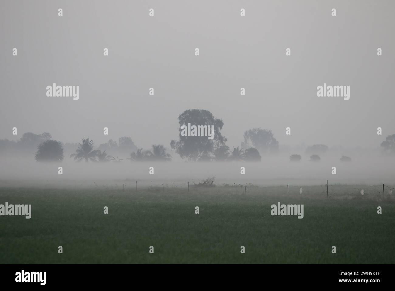 Nakhon Sawan, Thailandia. 9 febbraio 2024. Nebbia vista su un campo di riso durante un sorgere del sole nella provincia di Nakhon Sawan, a nord di Bangkok, credito: SOPA Images Limited/Alamy Live News Foto Stock