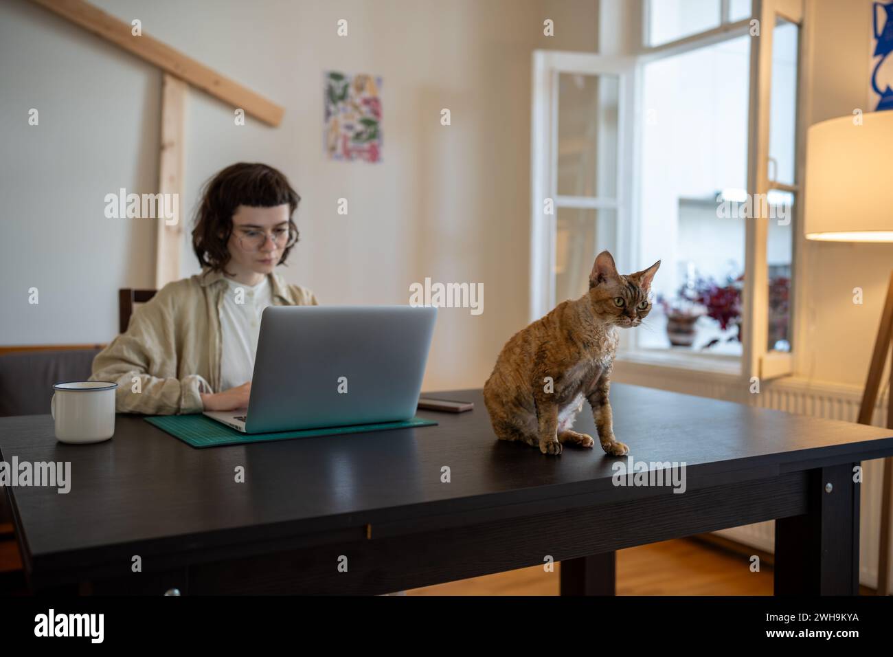 Devon rex gatto seduto sul tavolo, in attesa di divertimento mentre il proprietario dell'animale lavora al computer, studia Foto Stock