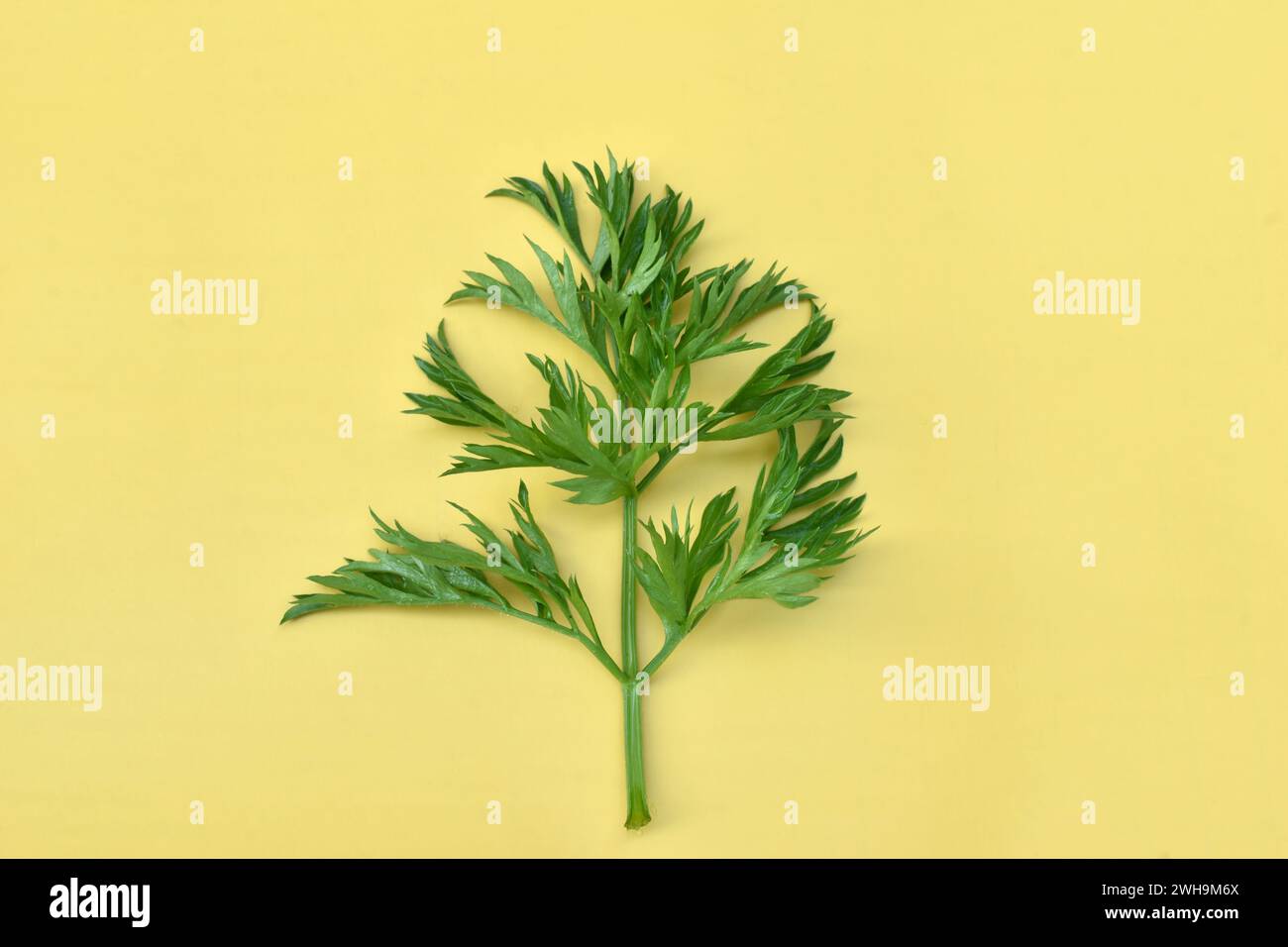 Una delle foglie di carota verde giace su sfondo giallo. Foto Stock