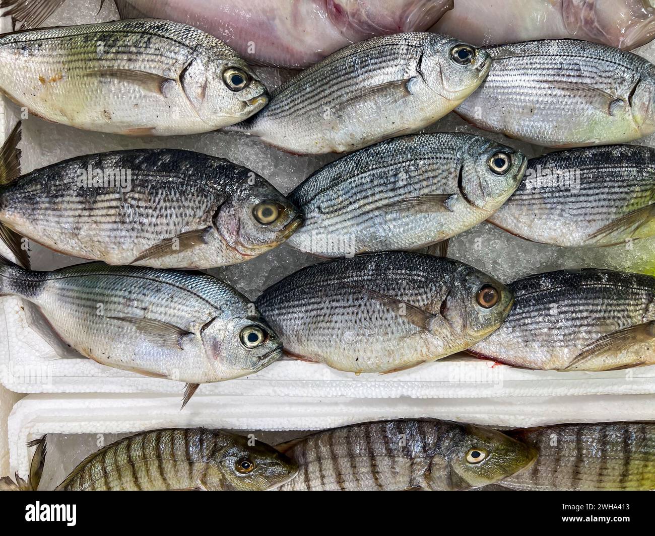 Primo piano del pesce crudo fresco nel ghiaccio al banco di un mercato del pesce Foto Stock