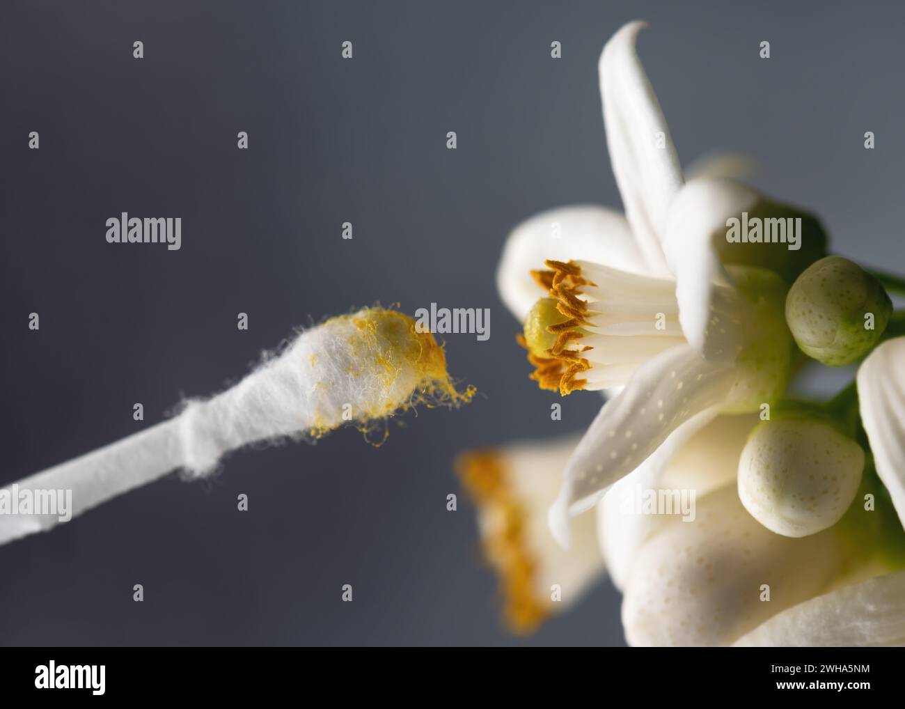 Fiore di pompelmo impollinante a mano con un bastoncino di cotone. Concetto di giardinaggio o di piante da interno. (Citrus maxima) Copia spazio. Foto Stock