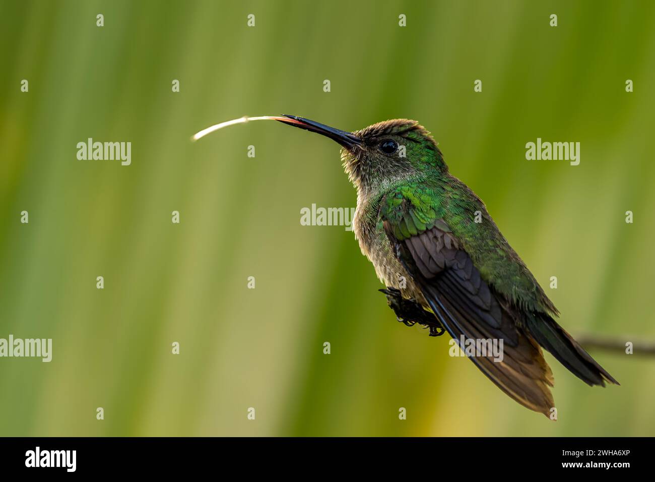 Colibrì dal petto in scala. Si può vedere la sua lunga lingua per prendere il nettare. Il colibrì si rilassa su un ramo. Foto Stock