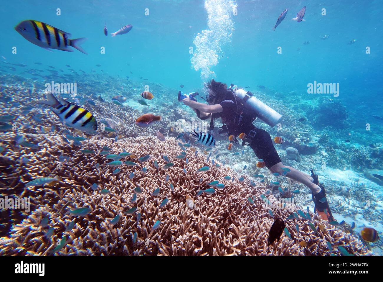 04.11.2023, Gili Trawangan, Lombok, IDN - Mann fotografiert beim Tauchen im Meer. MRyes, 20-30 Jahre, abgetaucht, aktiv, Aktivitaet, alleina, asiatisch, Asien, aussen, Aussenaufnahme, entspannen, Entspannung, erholen, Erholung, Fische, Flossen, Fotoapparat, fotografieren, fotografiert, Freizeit, Freizeitbeschaeftigung, Freizeitsport, Gesellschaft, Gewaesser, Gili Trawangan, hobby, Hobbytaucher, Indonesien, indonesisch, Jahreszeit, Kamera, Kaukasier, kaukasisch, Korallen, Korallenriff, Lombok, Meer, Mensch, Natur, Ozean, persona, QF, Querformat, Relaxen, Riff, Sauerstoffflasche, schwimmen, Schwim Foto Stock