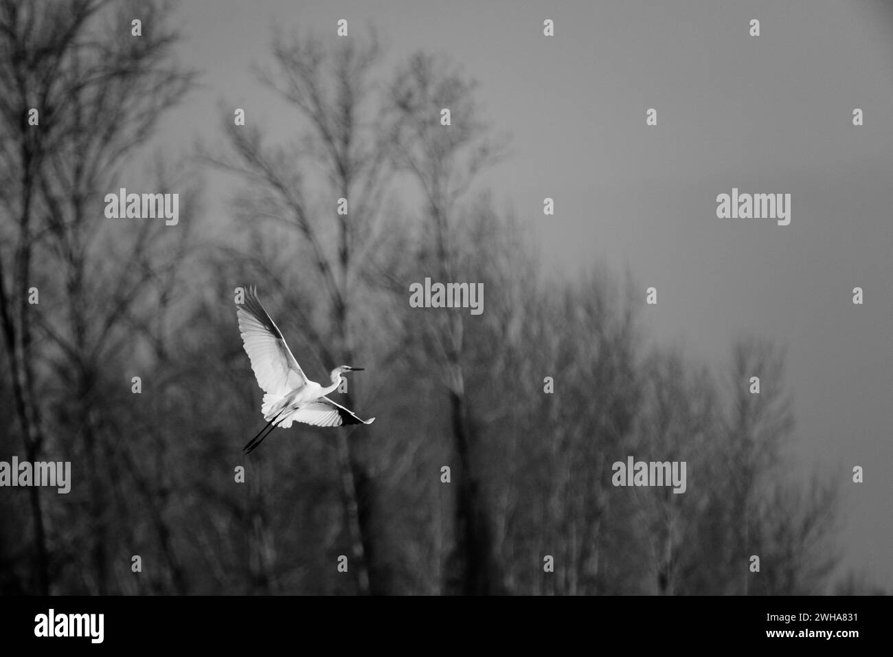 Heron che vola verso l'alto Foto Stock