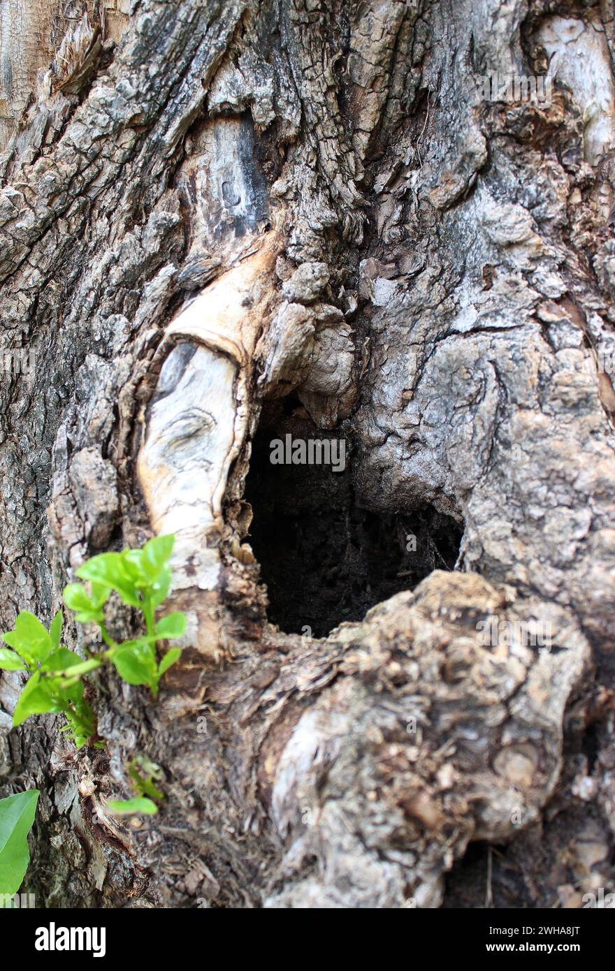 Buca nel vecchio albero con il primo piano dell'antica corteccia guarda la foto Foto Stock